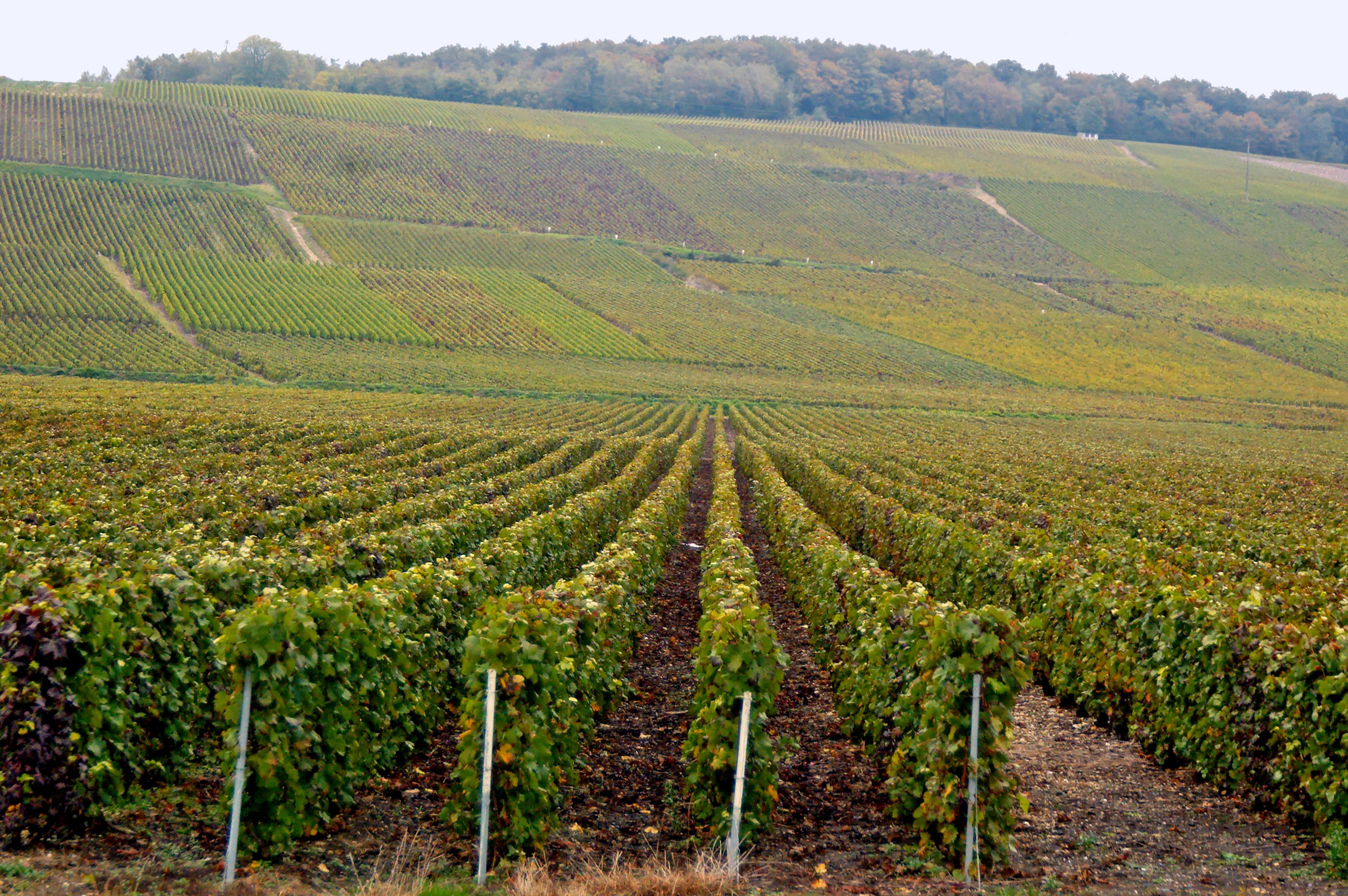 Château-Thierry, terre de Champagne Château-Thierry, terre de Champagne
